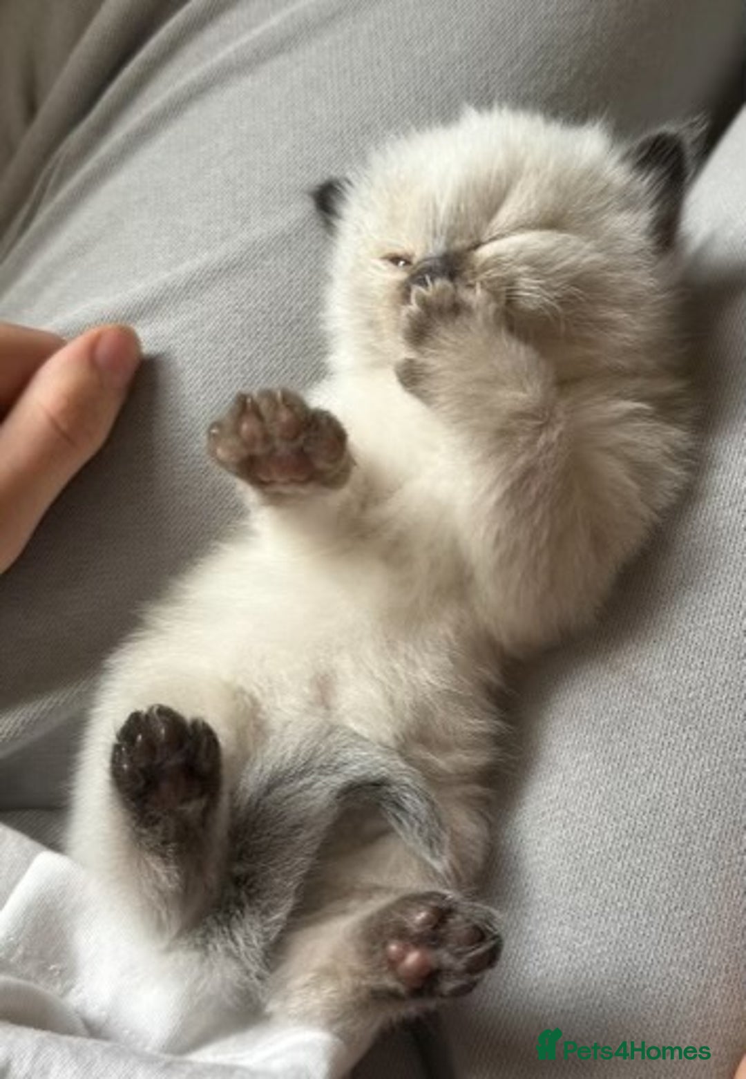 Ragdoll cats for sale: Beautiful Chocolate point Ragdoll kittens  - Image 15