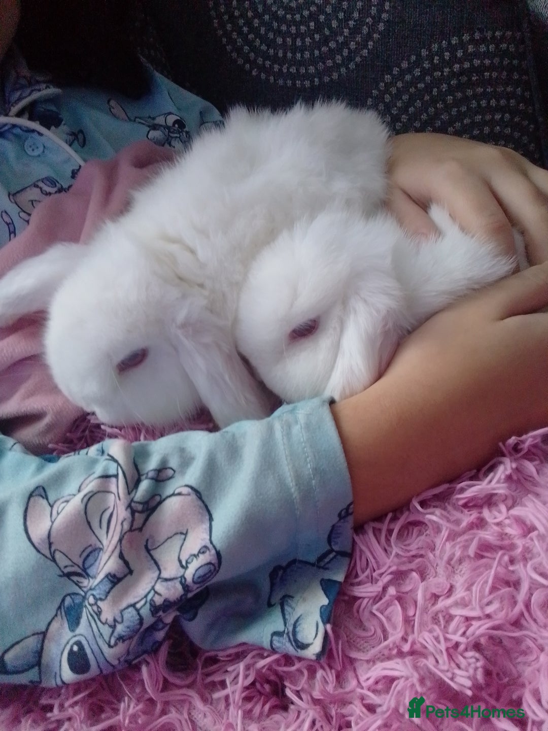 Mini Lop rabbits for sale: Beautiful Mini Lops ready on 14/12 - Advert 10