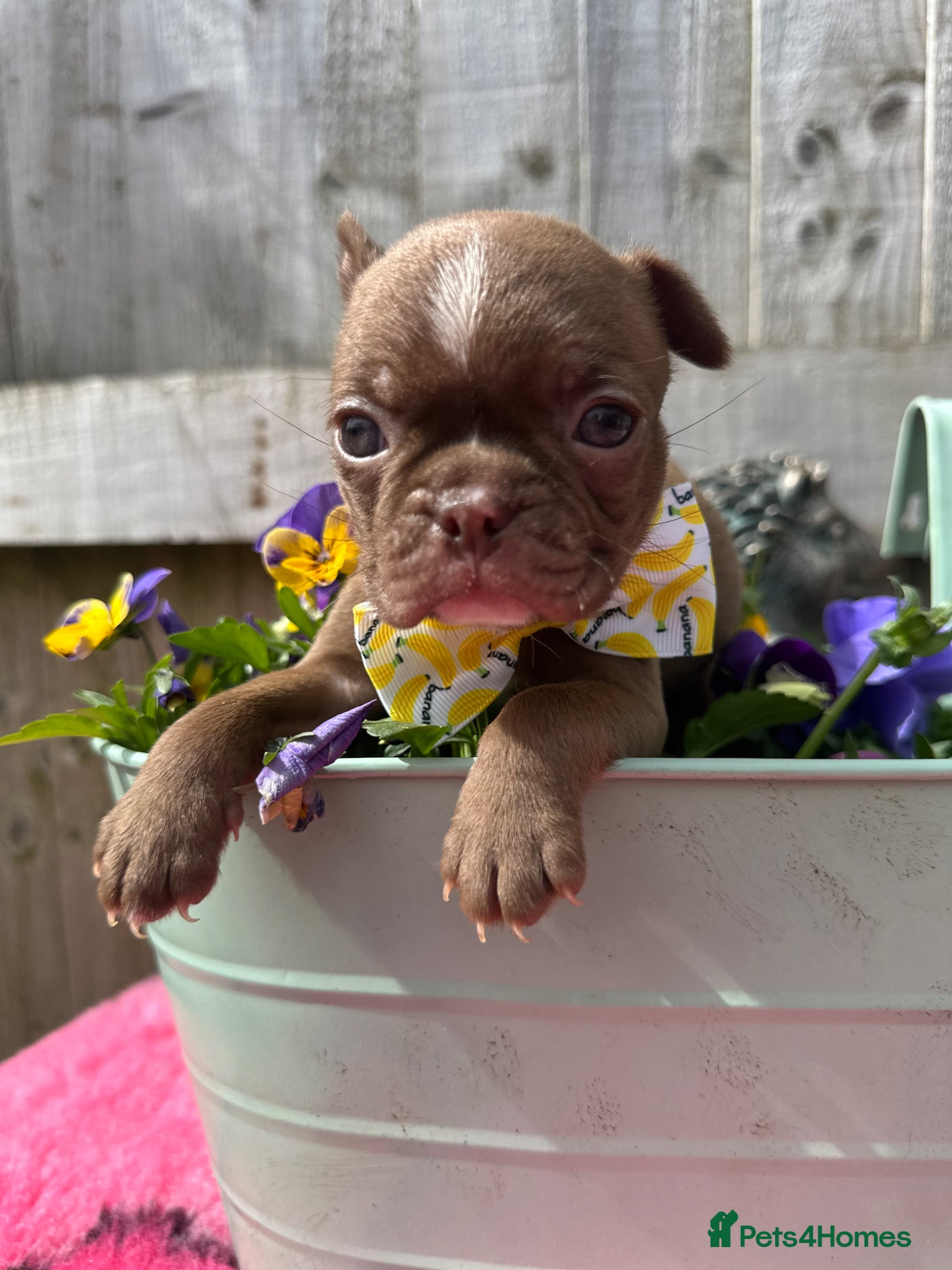 Boston Terrier dogs Boston Terrier pups  - Advert 1