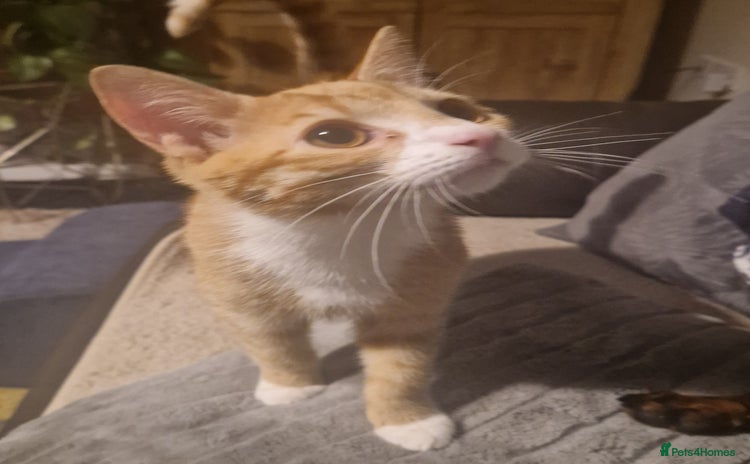 Domestic Shorthair cats - Advert 1