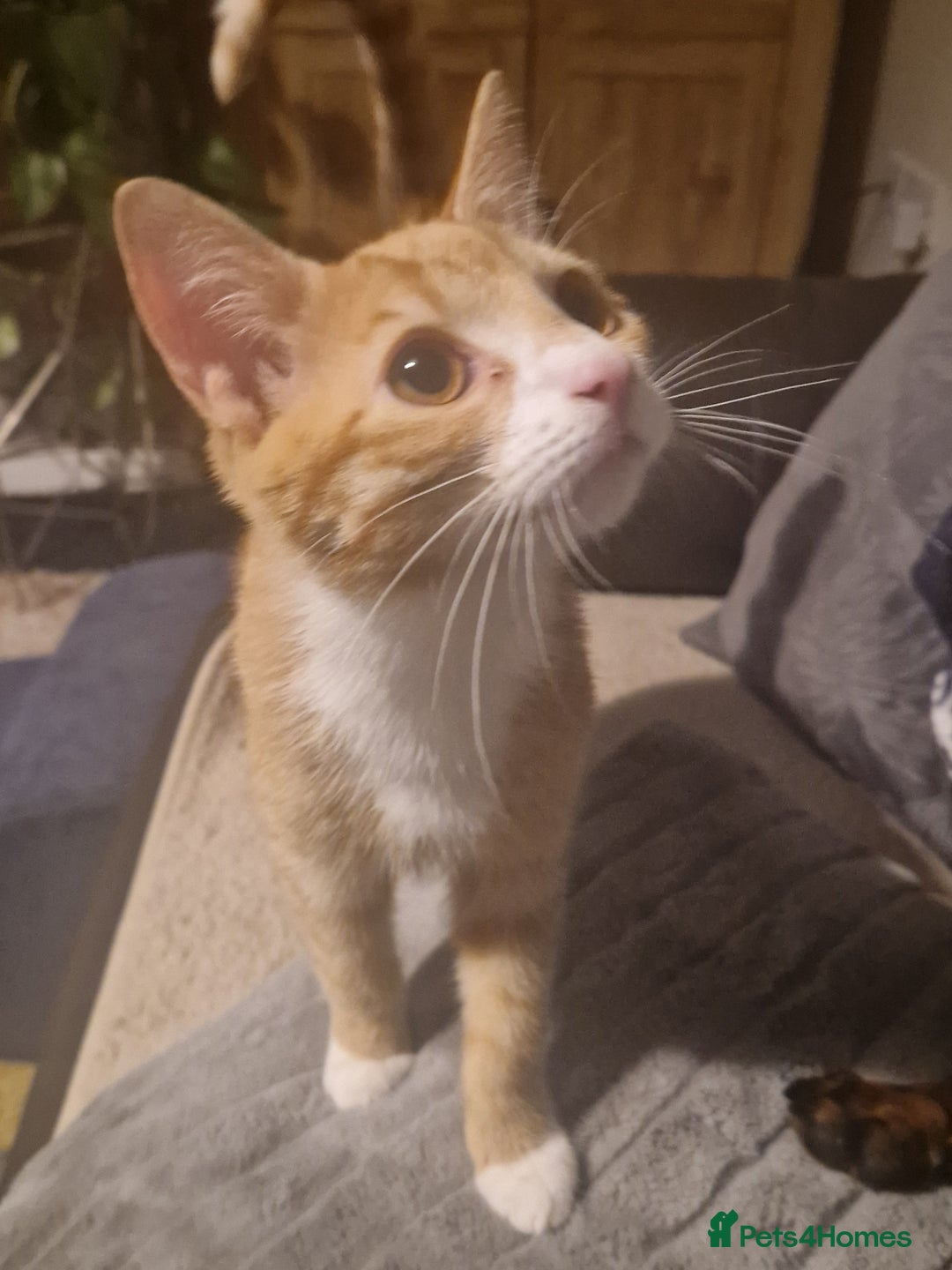 Domestic Shorthair cats for sale: 2x kittens male and female  - Image 1