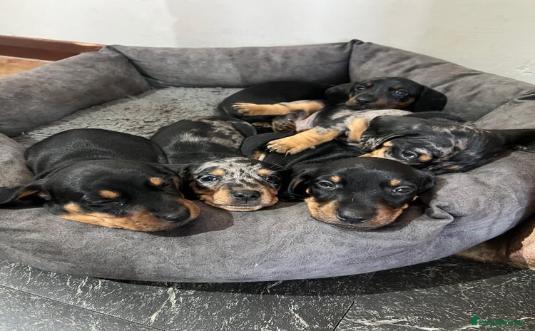 Miniature Dachshund dogs - Advert 14