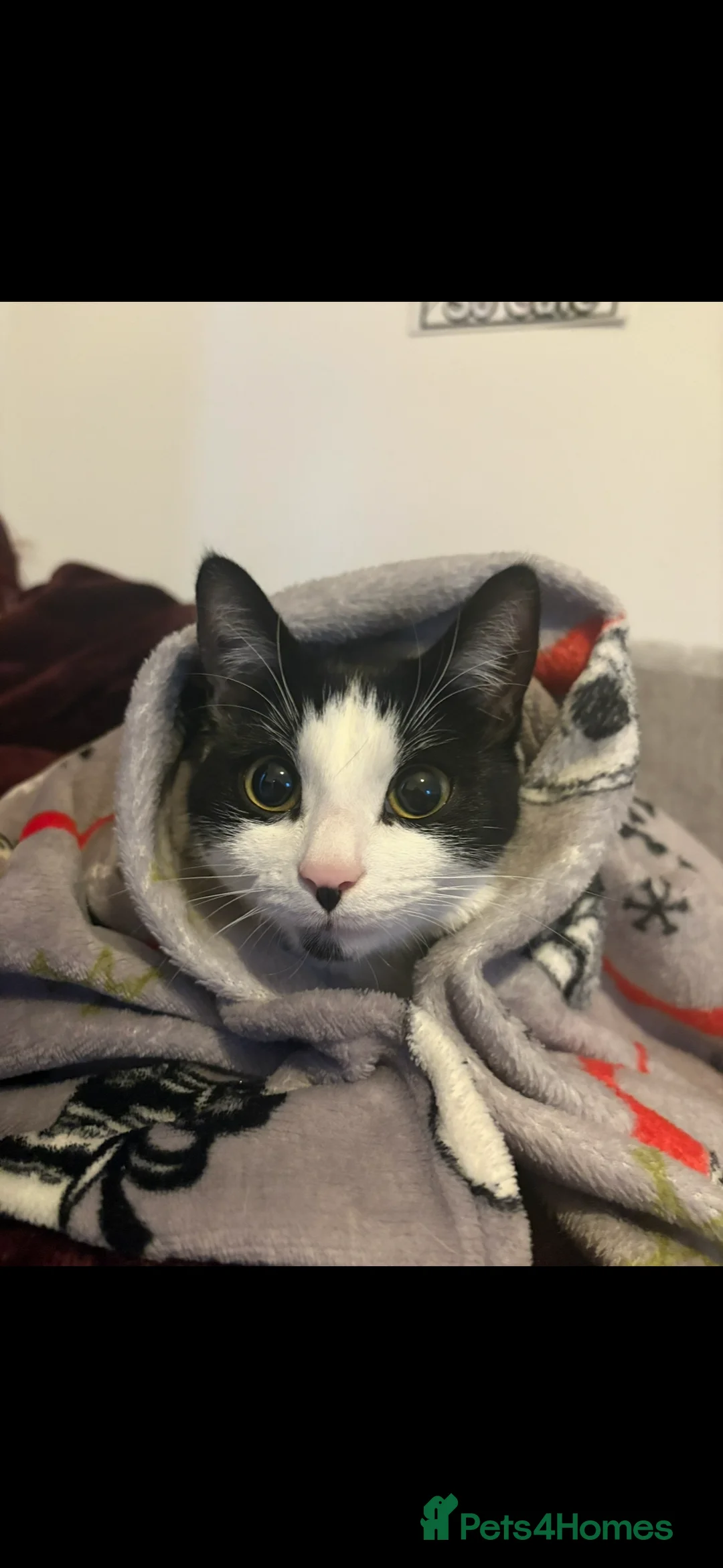 Mixed Breed cats for sale: Black/white cat(11months) - Advert 2