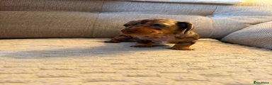 Miniature Dachshund 2