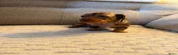 Miniature Dachshund dogs for sale: Male Miniature Dachshunds for sale in Wednesbury - Advert 4