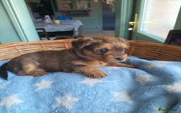 Yorkshire Terrier dogs for sale: Yorkshire terrier pups for sale - Image 15