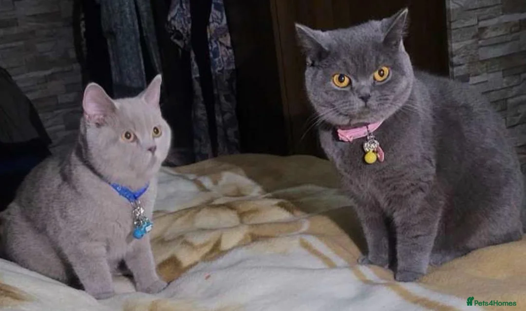 British Shorthair cats for sale: British Shorthair  - Advert 2