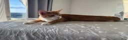 Mixed Breed cats for sale: 4 Beautiful 6 month old kittens in Hemel Hempstead - Advert 2