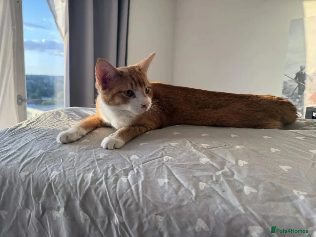 Mixed Breed cats for sale: 4 Beautiful 6 month old kittens in Hemel Hempstead - Advert 2