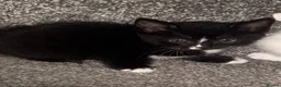 Mixed Breed cats for sale: 3 kittens  - Advert 5