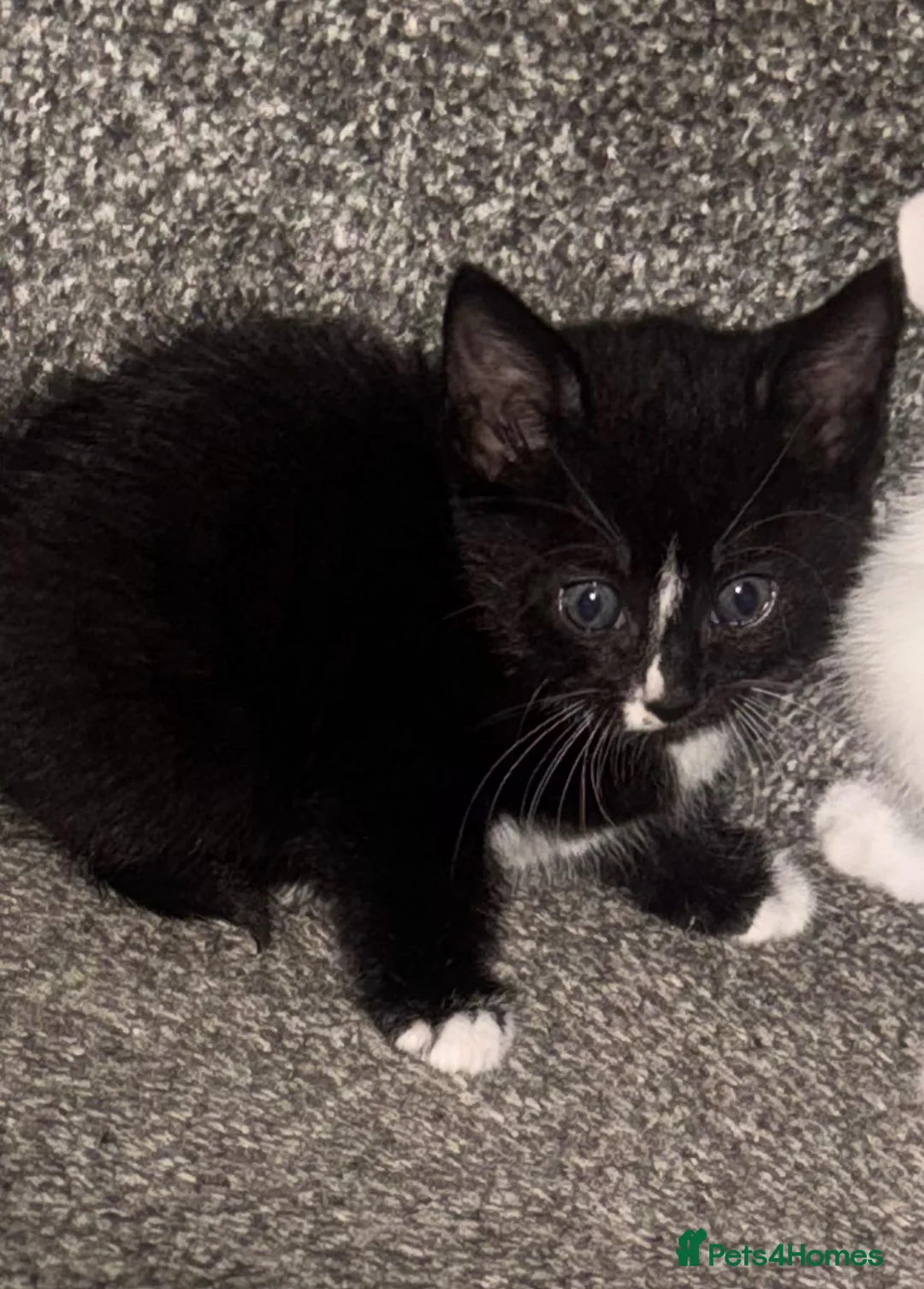 Mixed Breed cats for sale: 3 kittens  - Advert 5