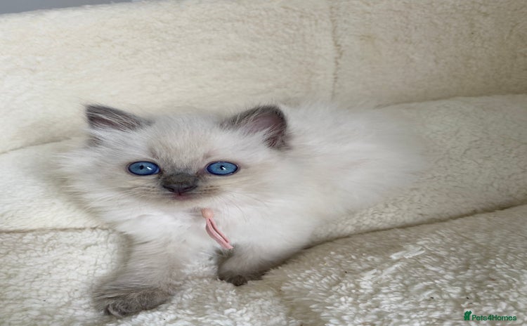 Ragdoll cats for sale in Cwmbran - Advert 1