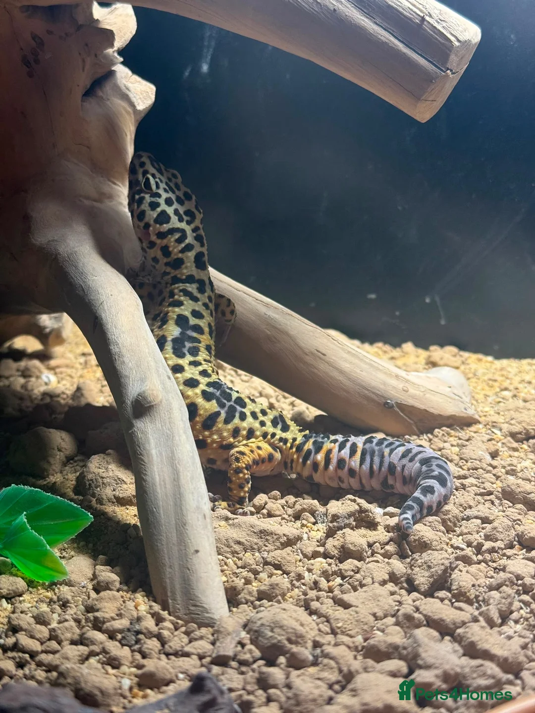 Leopard Gecko reptiles for sale: Leopard gecko  in Ellesmere Port - Advert 2