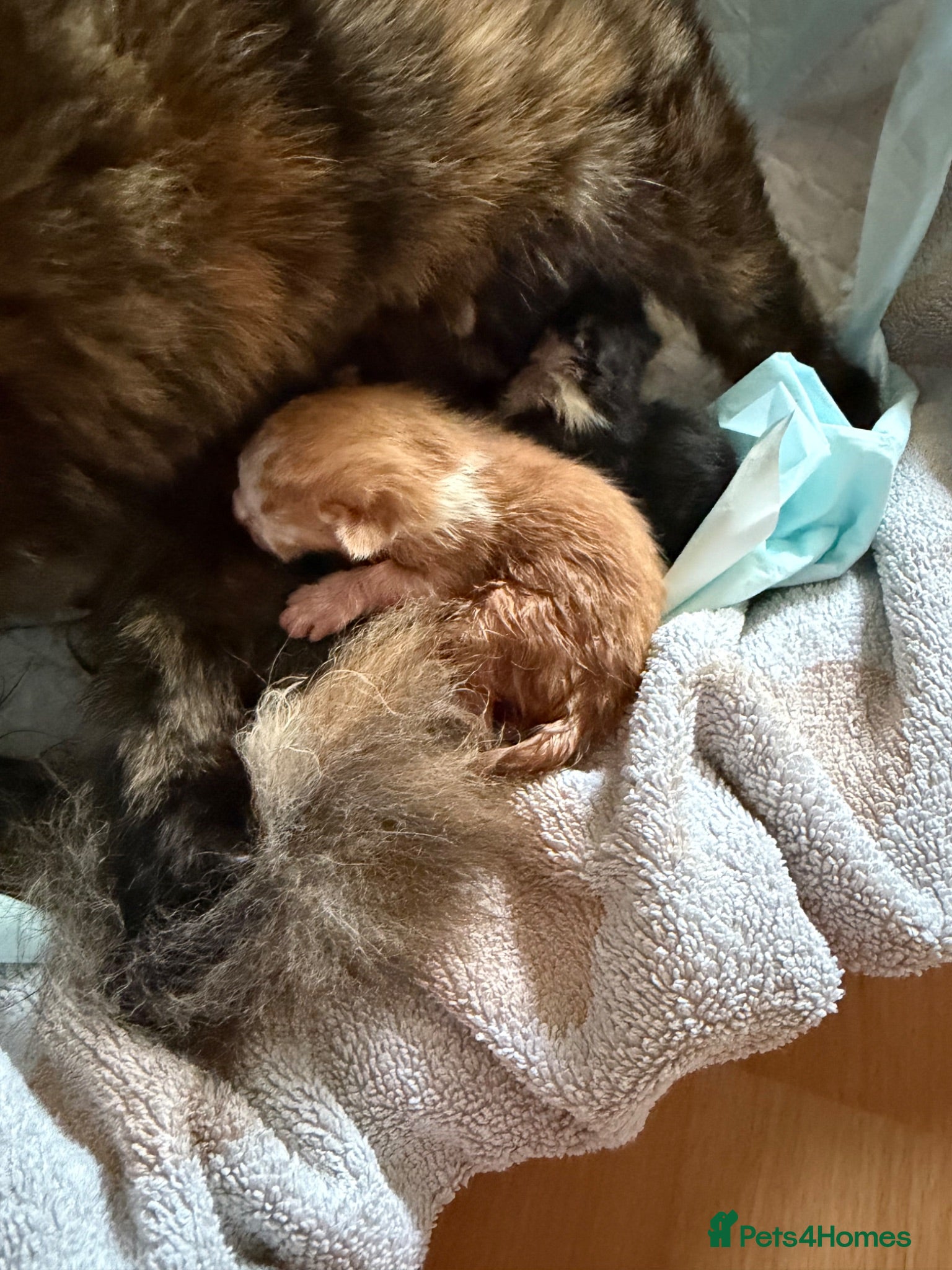 Mixed Breed cats 3 female kitten’s - Advert 1