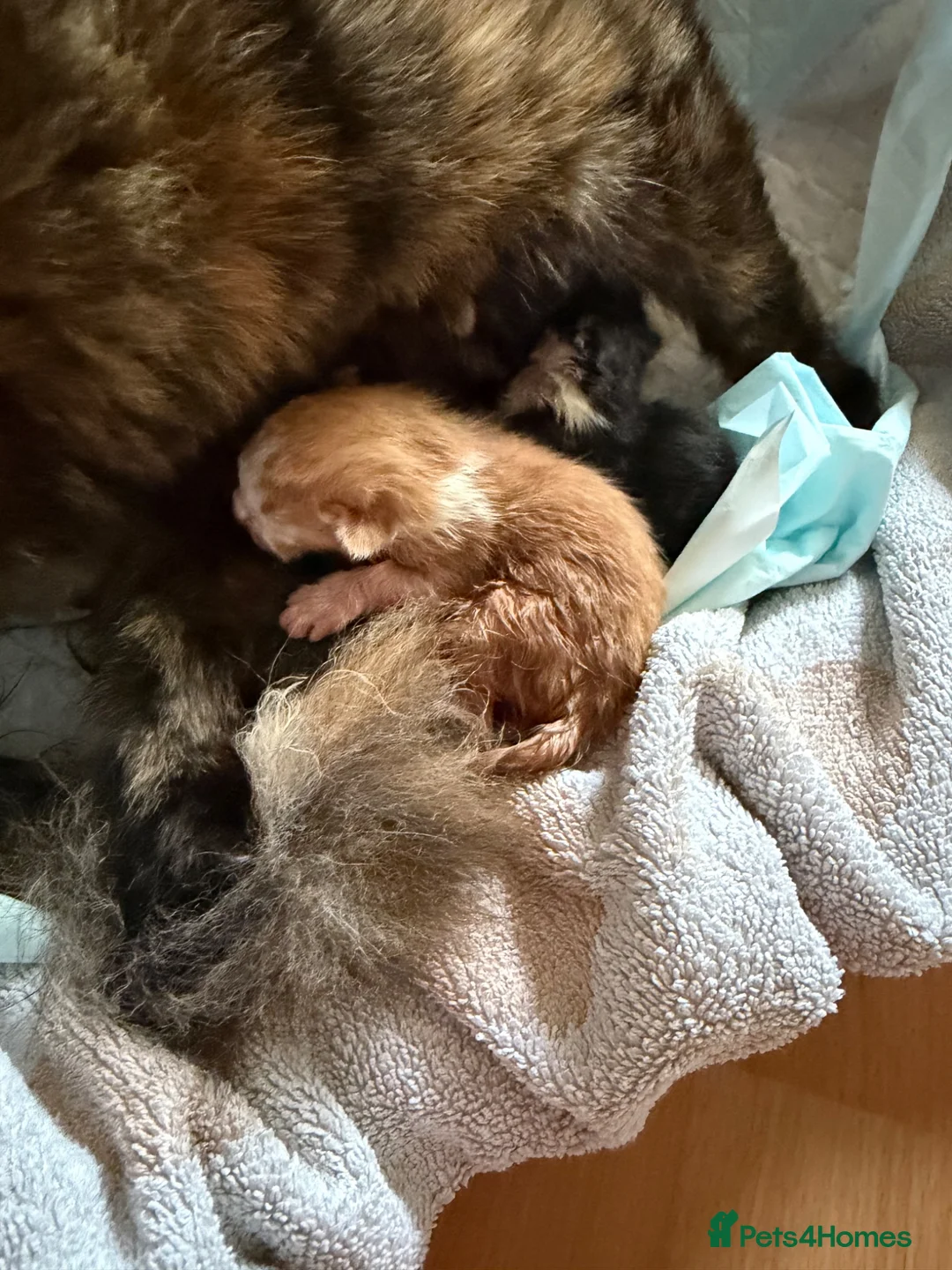 Mixed Breed cats for sale: 3 female kitten’s in Farnborough - Advert 1