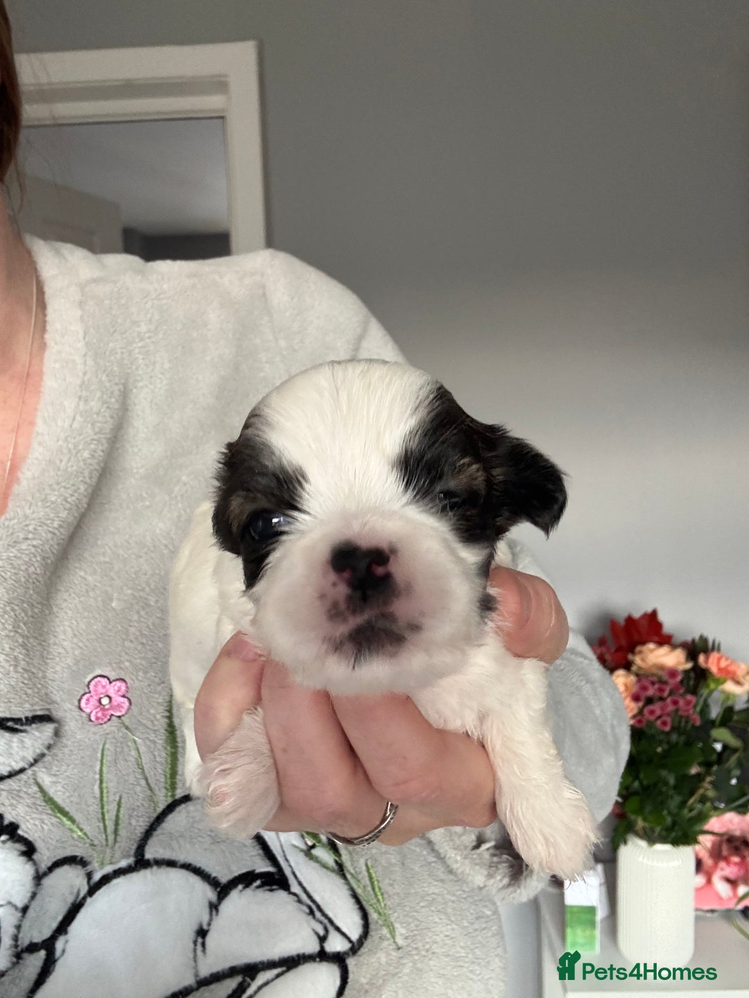 Lhasa Apso dogs for sale: Lhasa Apso Puppies for sale - Image 3