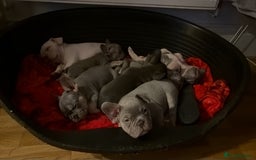 French Bulldog dogs for sale: French Bulldog puppies ready to steal hearts - Image 2