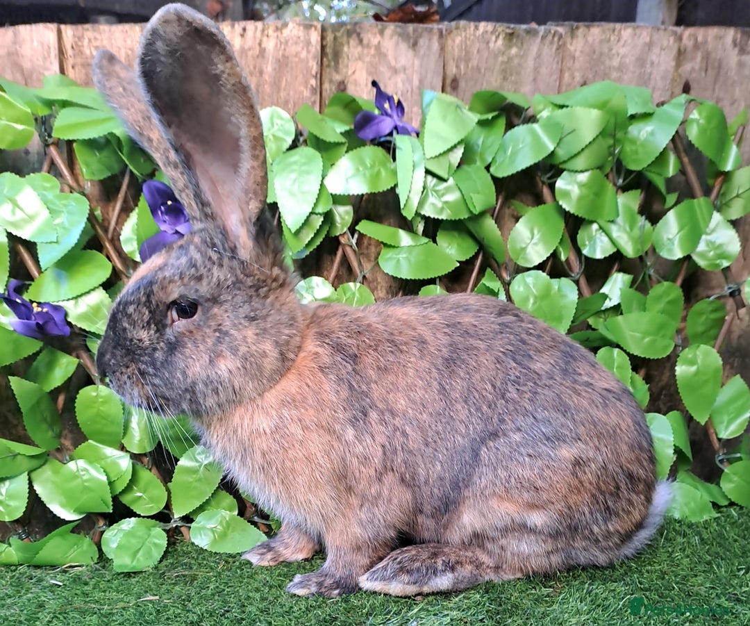 Continental Giant rabbits for sale: Super Stars Stud Service - Beautiful Proven Boys  - Advert 7