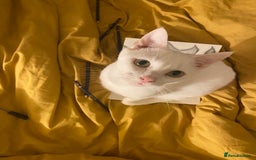 Domestic Shorthair cats for sale: Male/female kittens - Image 2