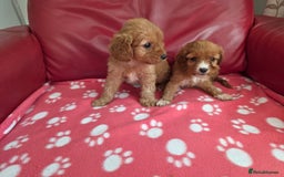 Cavapoo dogs for sale: F1 cavapoos  - Image 14