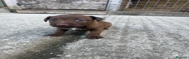 Patterdale Terrier Puppy 4