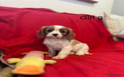 Cavalier King Charles Spaniel dogs for sale: Gorgeous Cavalier King Charles Spaniel puppies - Advert 14