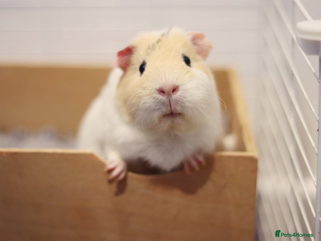 Guinea Pig rodents for sale: Parsnip - Image 4