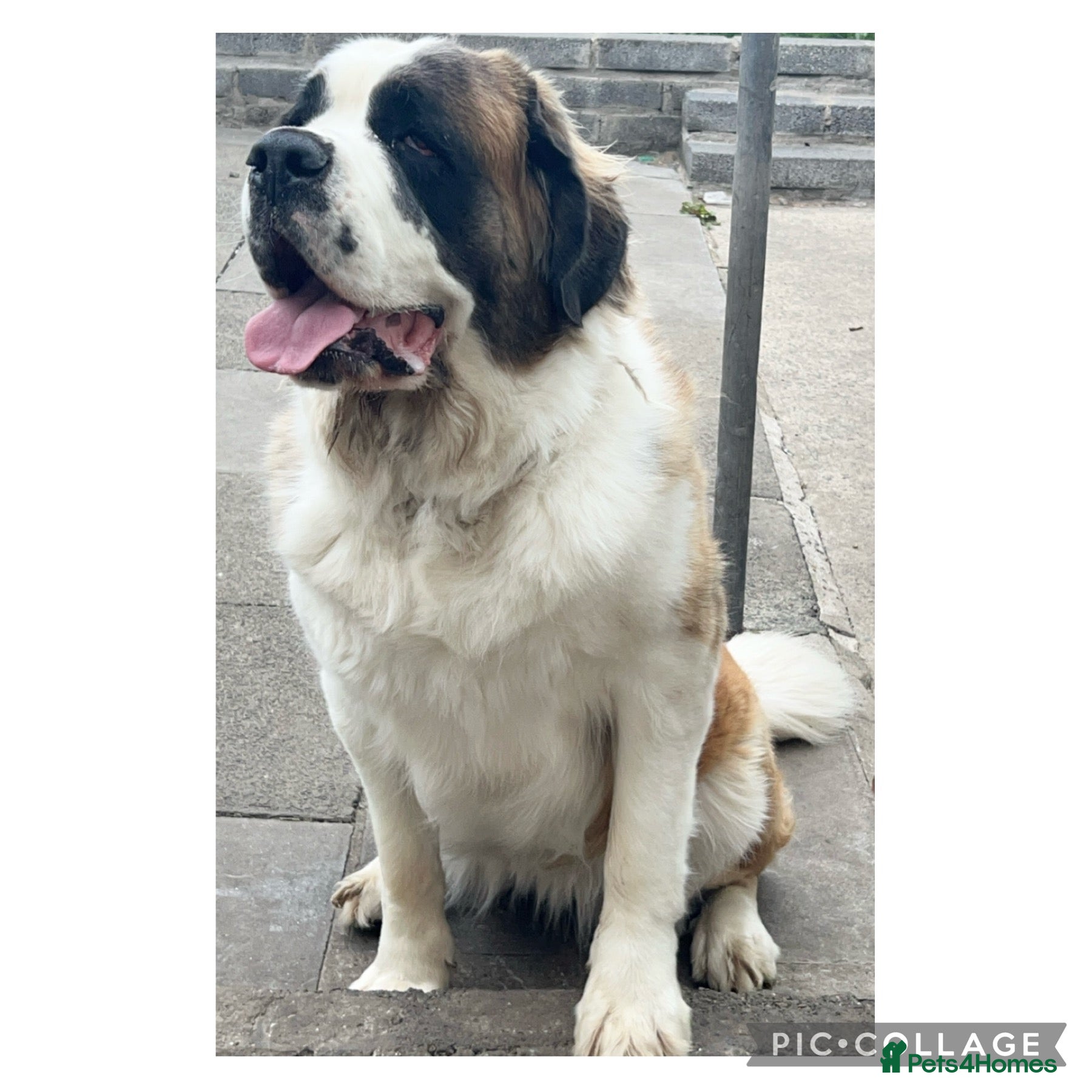 Saint Bernard dogs Saint Bernard Rehoming - Advert 6