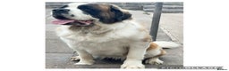 Saint Bernard dogs for sale: Saint Bernard Rehoming - Advert 1