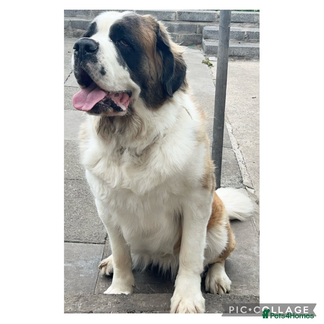 Saint Bernard dogs for sale: Saint Bernard Rehoming - Advert 1