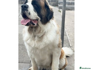 Saint Bernard dogs Saint Bernard Rehoming - Advert 3