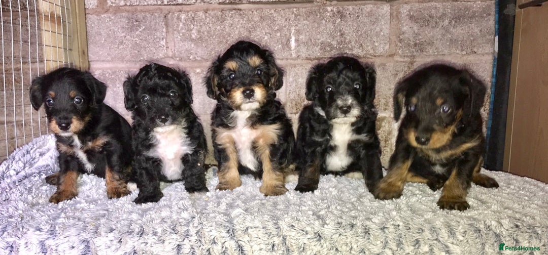 Miniature Poodle dogs for stud: Merle Miniature Poodle at Stud - Advert 11