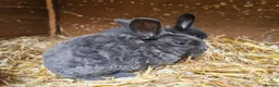 Mixed Breed rabbits for sale: Mixed bread bunnies variety of colours in Haverfordwest - Advert 6