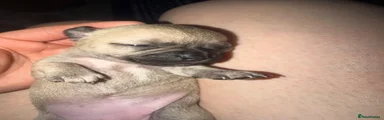 Chihuahua 3