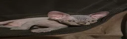 Sphynx cats for sale: Sphynx kittens 5 Tica generation certificate  in Belfast - Advert 8