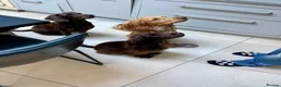 Cocker Spaniel dogs for sale: Chocolate and Tri Colour Working Cocker Spaniels - Advert 8