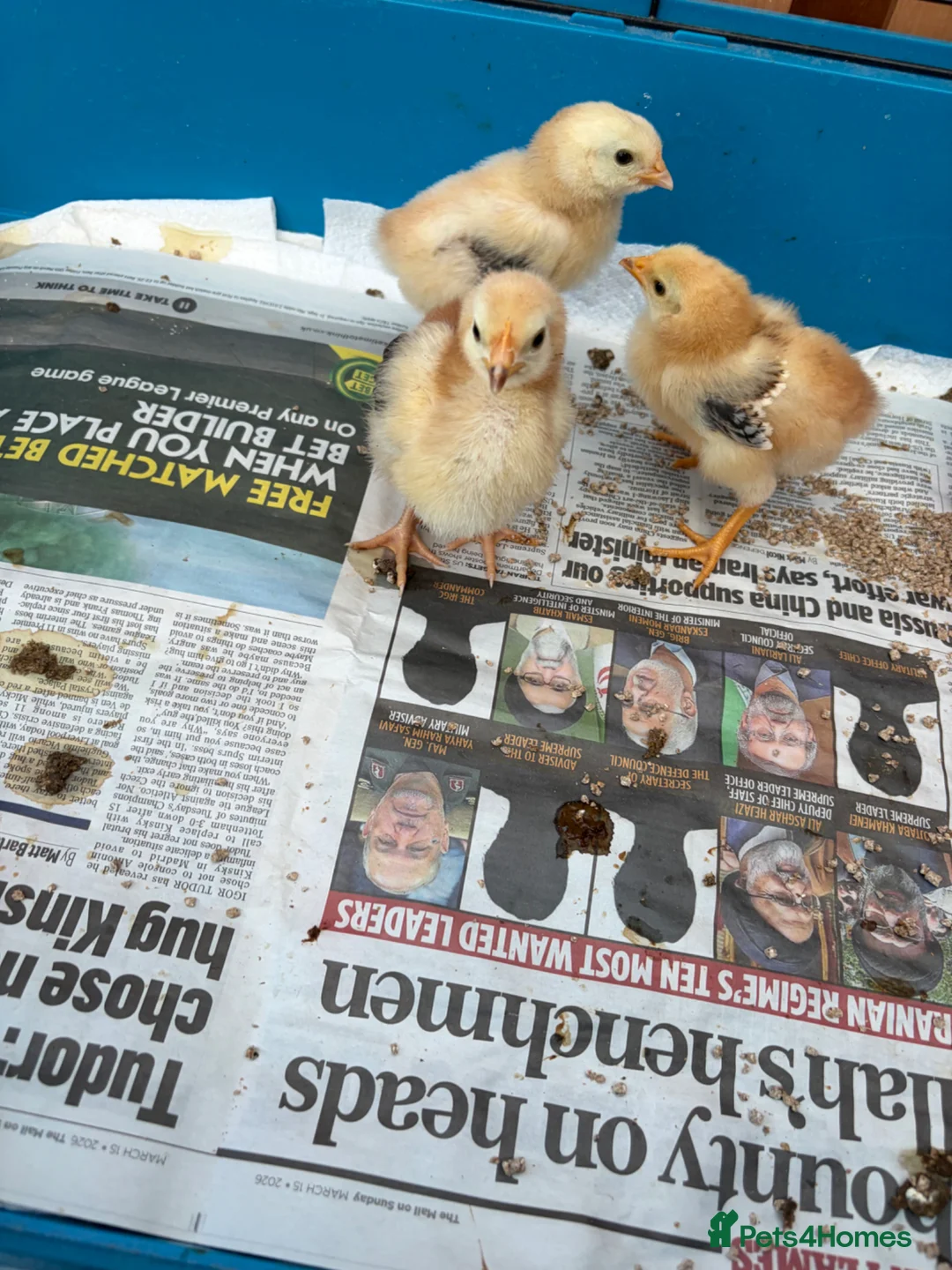 Chickens poultry for sale: Rhode Island Red Bantams - Advert 2