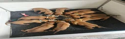 Rhodesian Ridgeback dogs for sale: Beautiful Rhodesian Ridgeback Puppies  - Advert 21