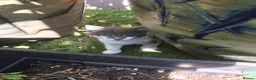 Mixed Breed cats for sale: Kittens for sale  in London - Advert 3