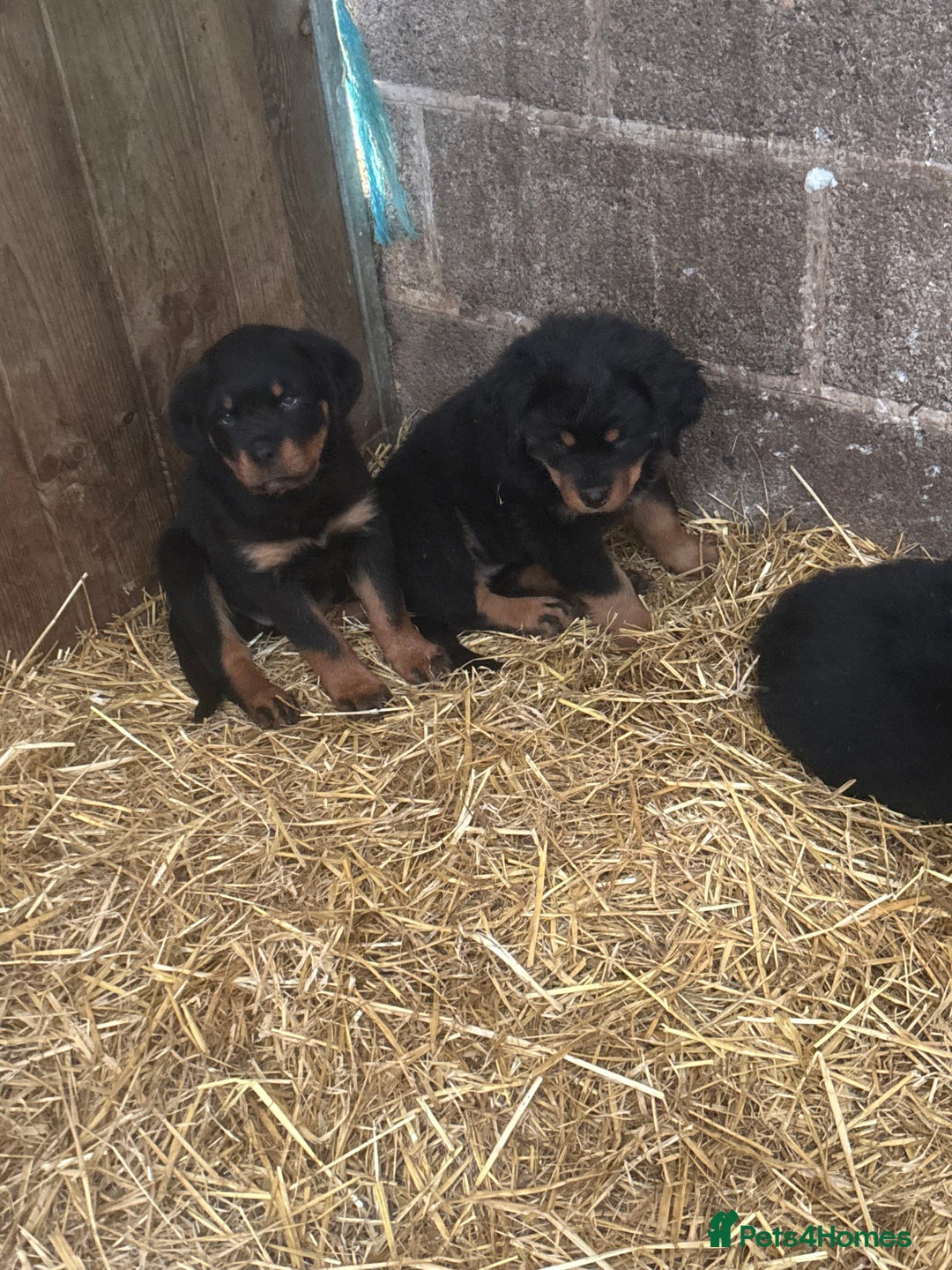 Rottweiler dogs for sale:  Rottweiler pups ready for there forever home.  - Advert 8