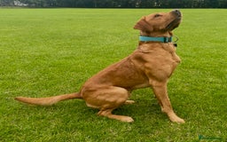 Labrador Retriever dogs for sale: Beautiful Labrador Puppies – 5 Girls & 3 Boys - Image 9