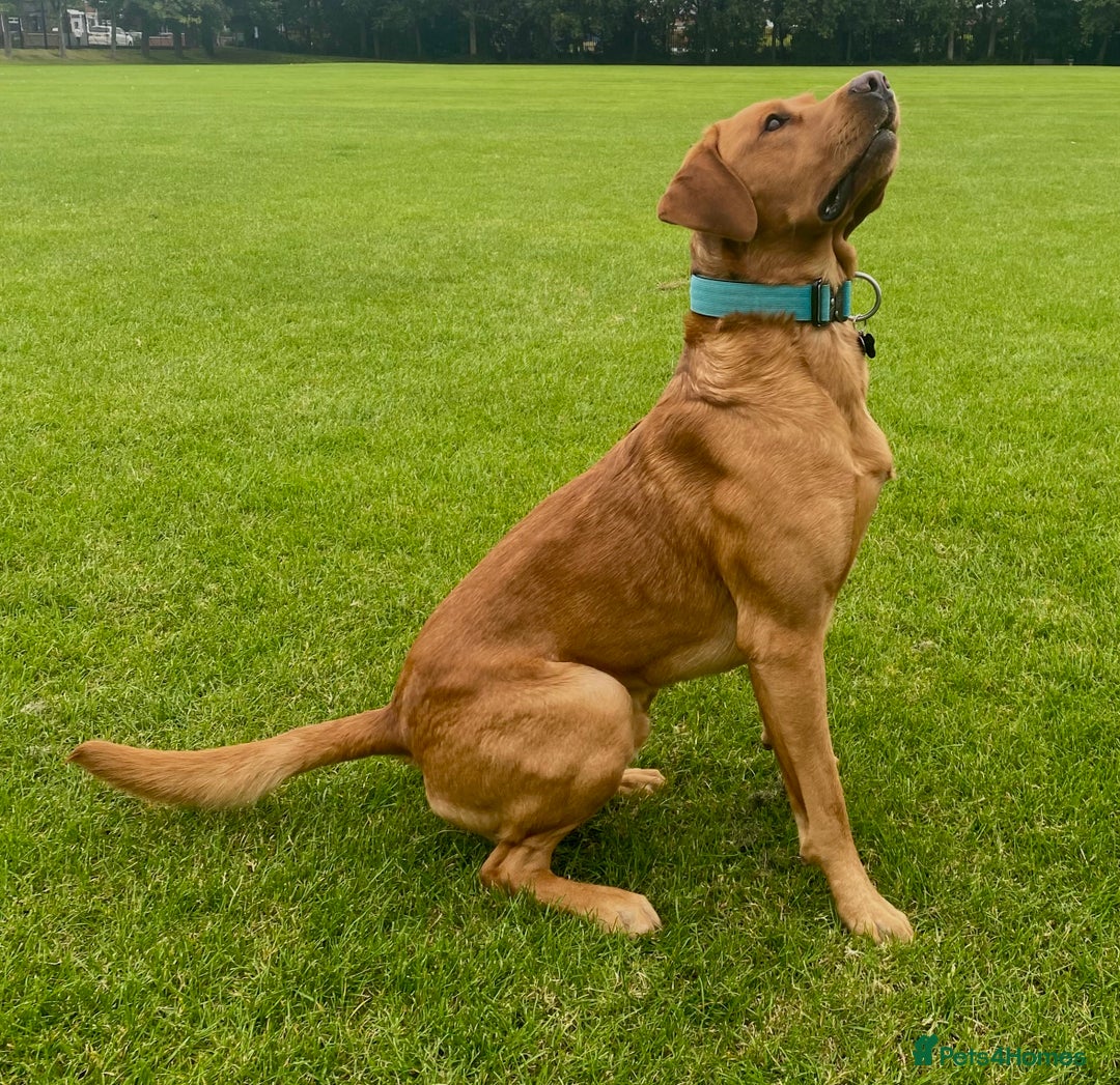 Labrador Retriever dogs for sale: Beautiful Labrador Puppies – 5 Girls & 3 Boys - Image 9