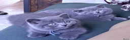 Brazilian Shorthair cats for sale: Adorable British Shorthair Kittens – - Advert 3