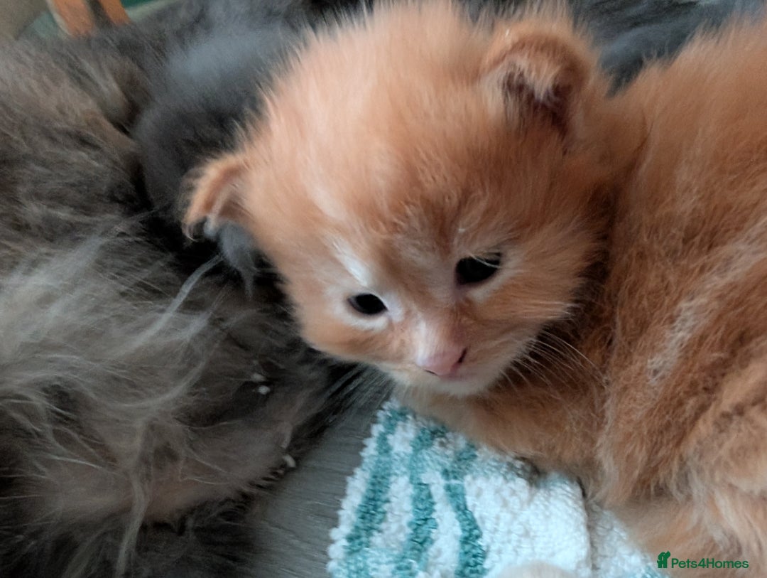 Maine Coon cats for sale: Beautiful Maine Coon Kittens - Image 12