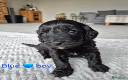 Cockapoo dogs for sale: Gorgeous F2b Cockapoos  - Image 10