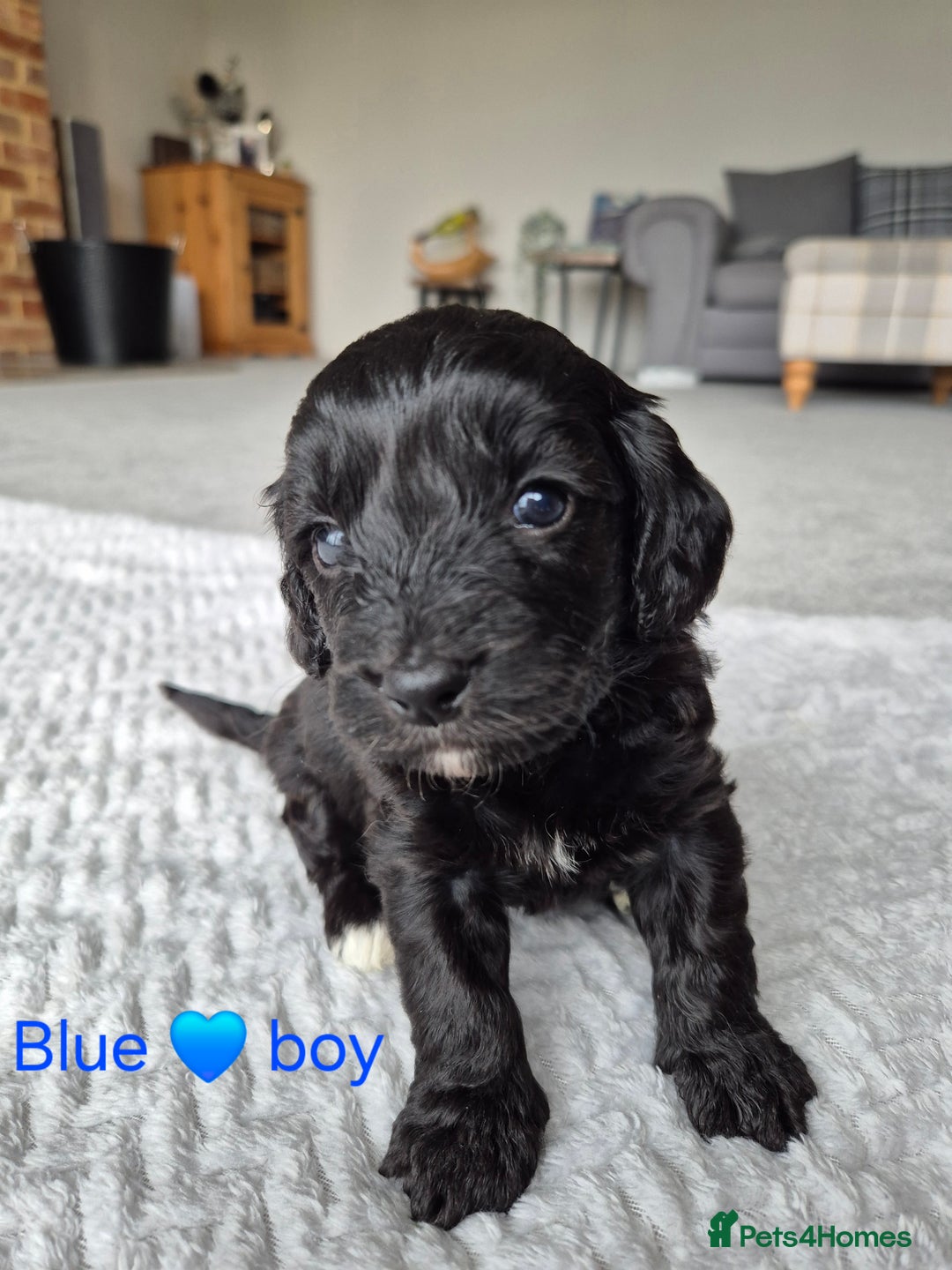 Cockapoo dogs for sale: Gorgeous F2b Cockapoos  - Image 10