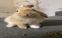 Mini Lion Lop rabbits for sale: Rabbit for sale - Image 3