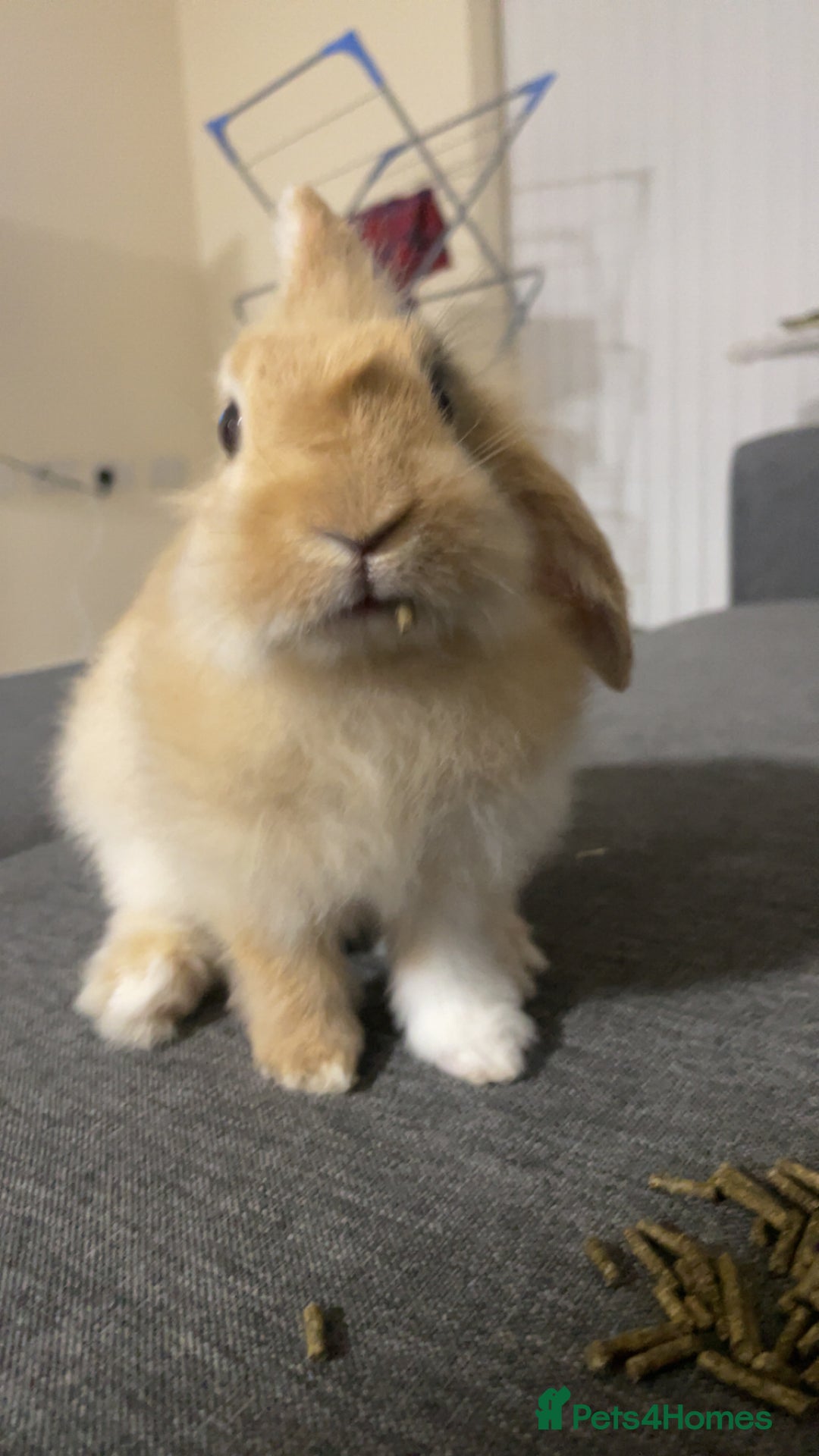 Mini Lion Lop rabbits for sale: Rabbit for sale - Image 3