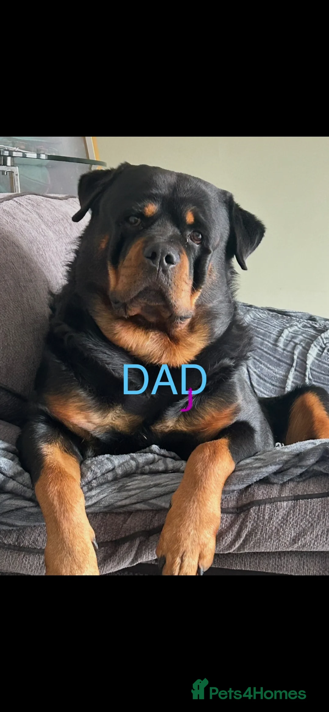 Rottweiler dogs for sale: 9 beautiful rottweiller puppies  in Preston - Advert 2