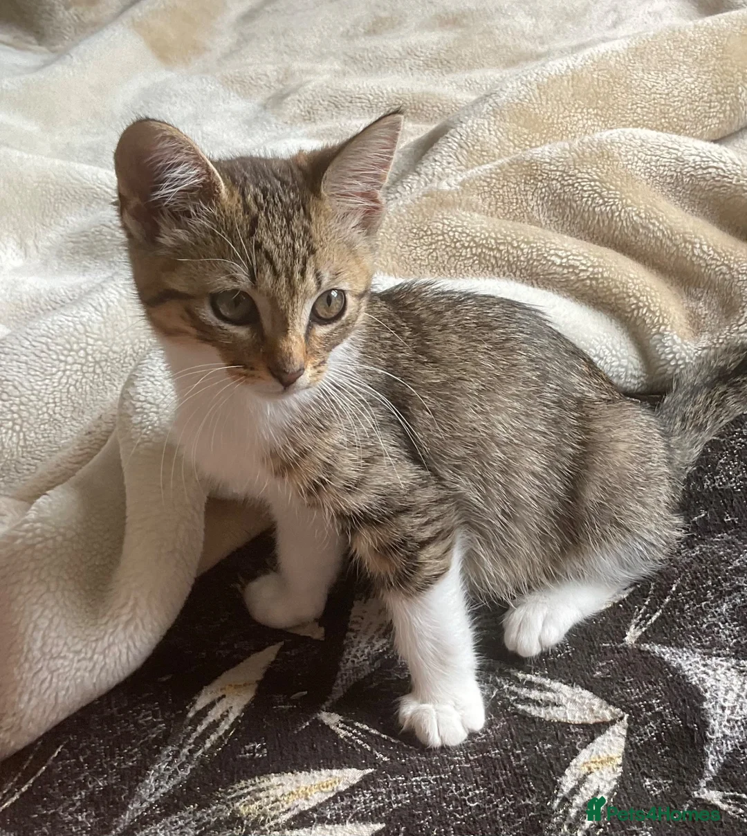 Russian Blue cats for sale: Energetic Russian blue kitten in Birmingham - Advert 2